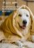 Complementary Veterinary Medicine Branch Newsletter